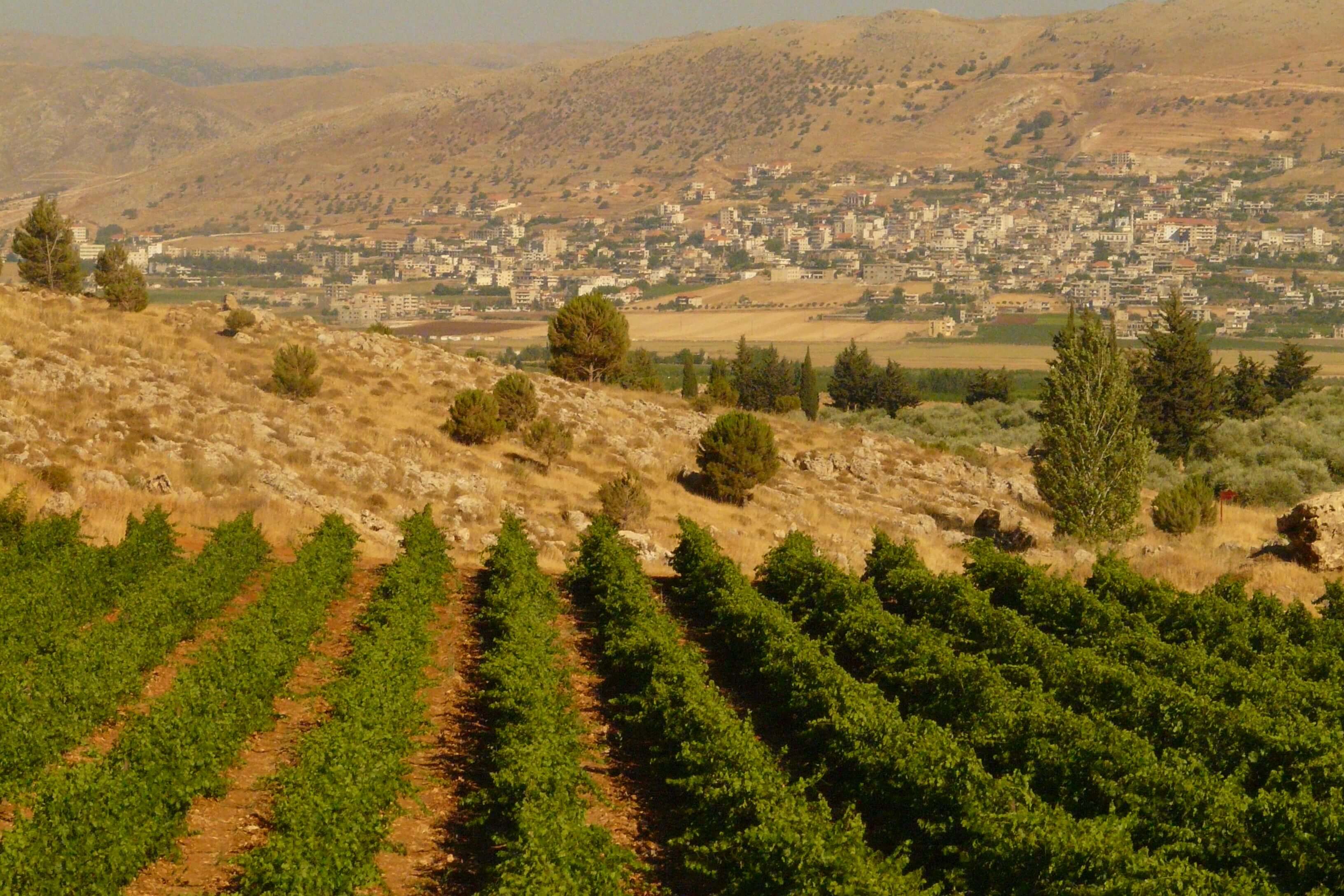 libanon, kefraya wijngaarden.jpg